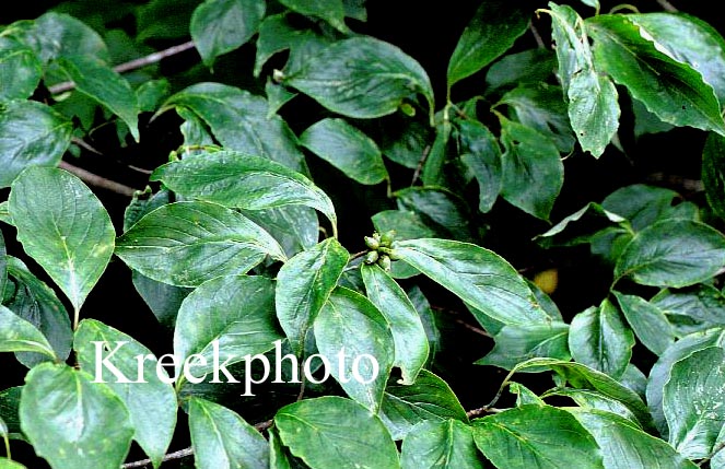 Cornus florida