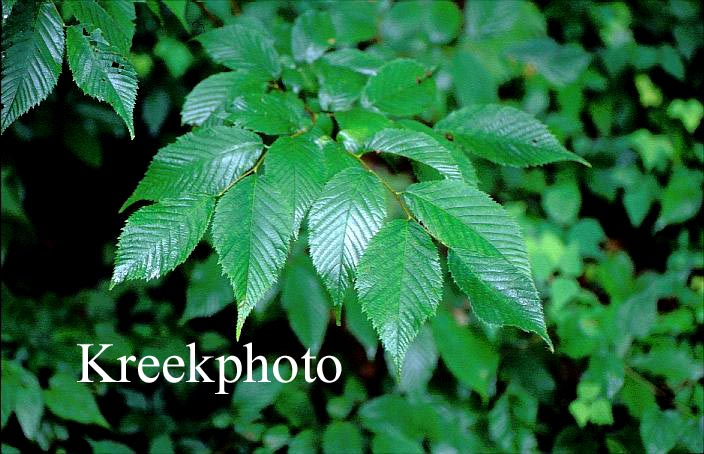 Betula lenta