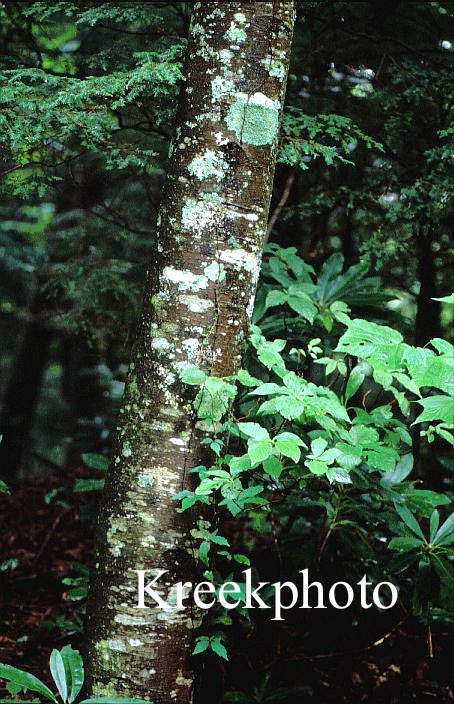 Betula lenta