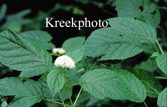 Viburnum nudum