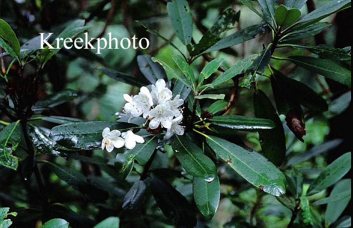 Rhododendron maximum