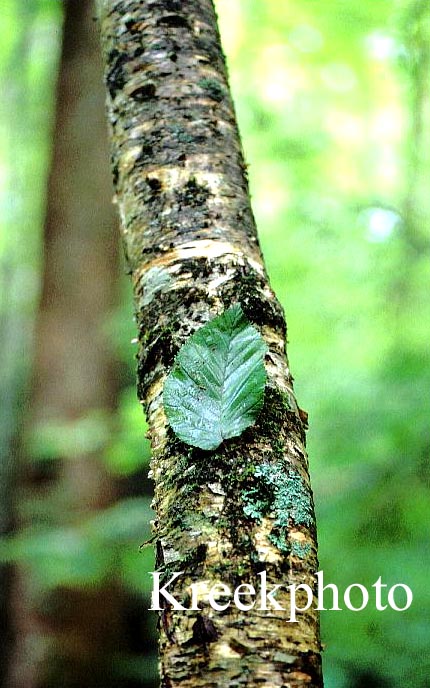 Betula alleghaniensis