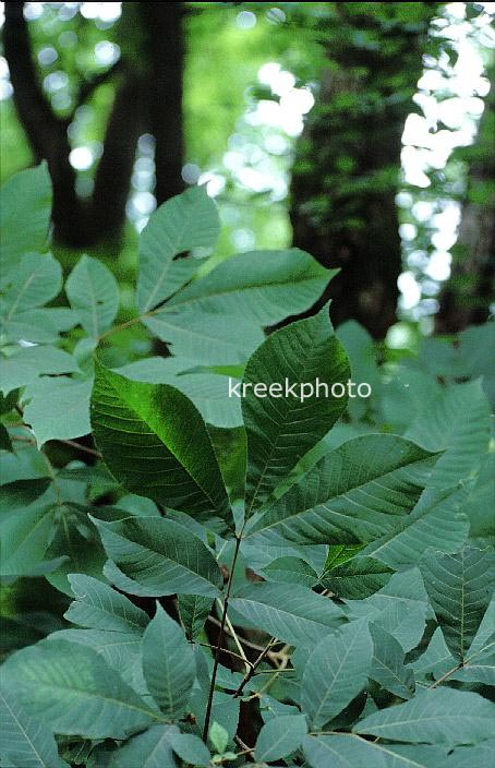 Carya tomentosa