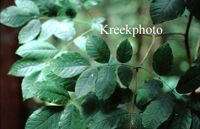 Carya cordiformis