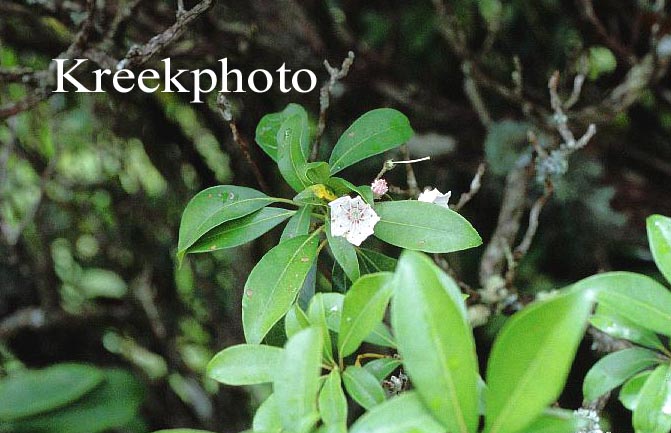 Kalmia latifolia