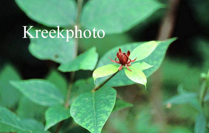 Calycanthus floridus