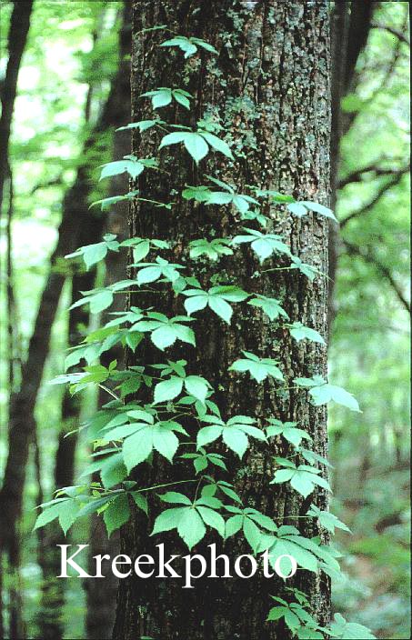 Parthenocissus quinquefolia