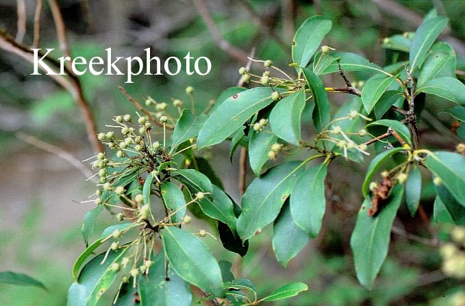 Kalmia latifolia