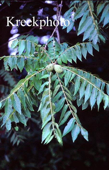 Juglans nigra