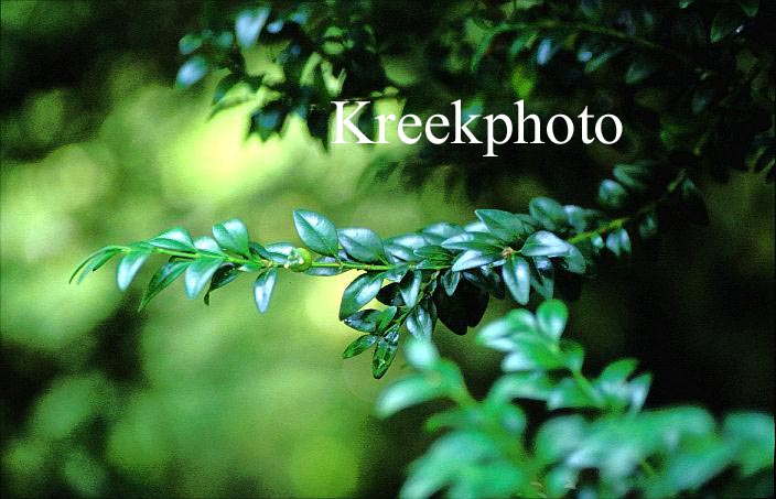 Buxus sempervirens