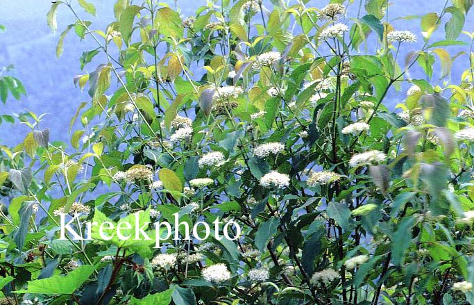 Viburnum cassinoides