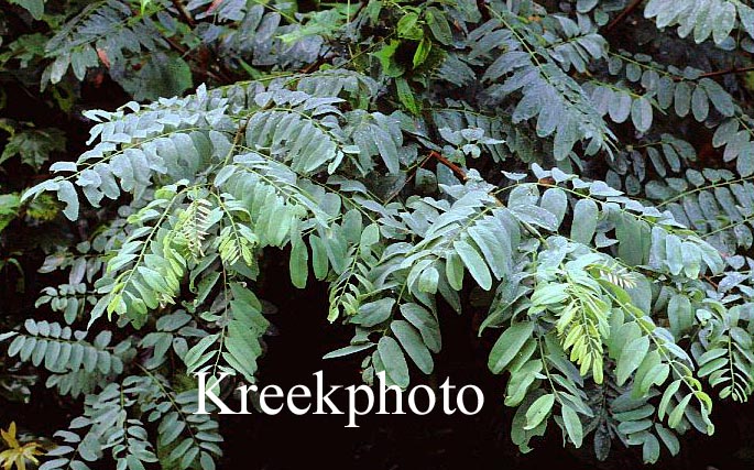 Robinia hispida