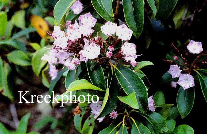 Kalmia latifolia