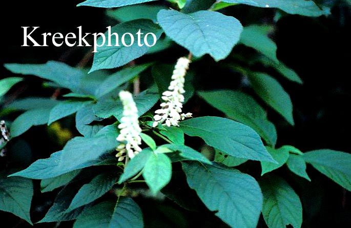 Clethra acuminata