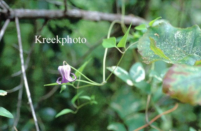 Clematis viorna