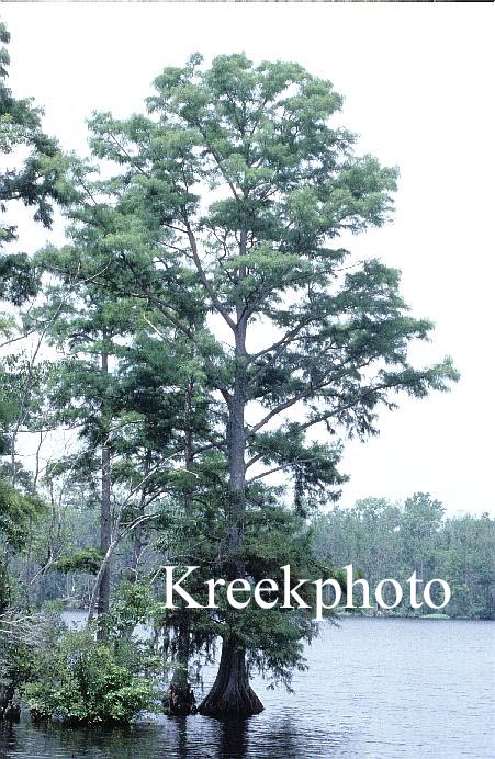 Taxodium distichum