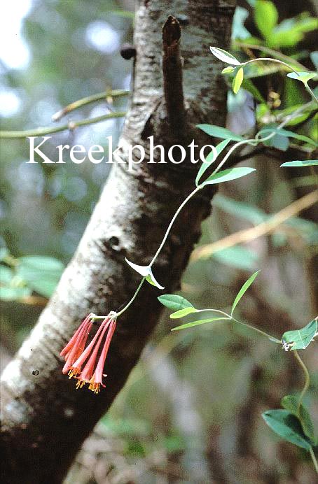 Lonicera sempervirens