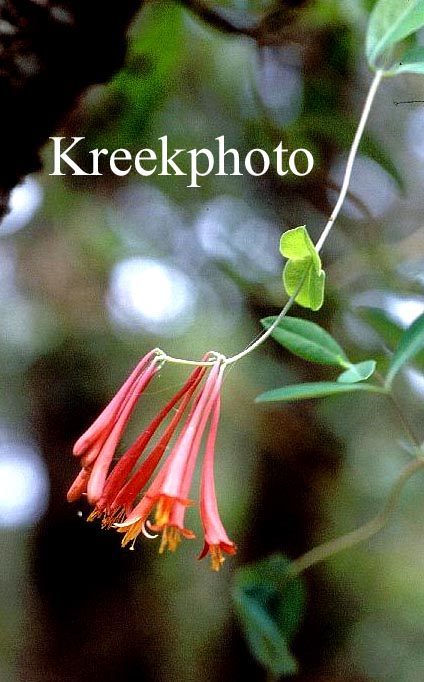 Lonicera sempervirens