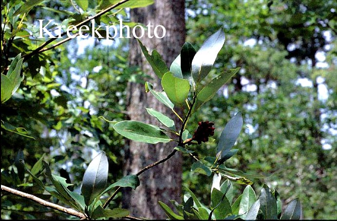 Magnolia grandiflora