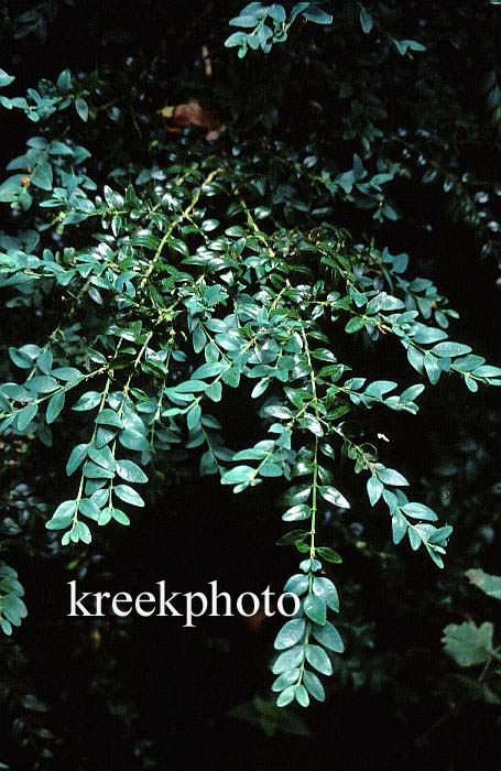 Buxus sempervirens