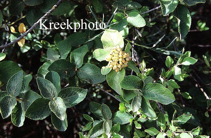 Viburnum lantana