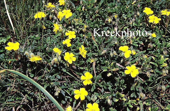 Potentilla fruticosa