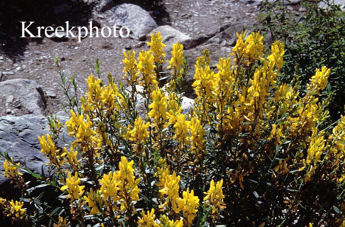 Genista tinctoria