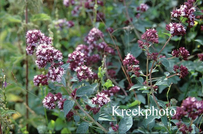 Origanum vulgare