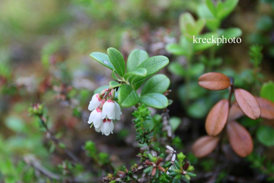 Vaccinium vitis-idaea