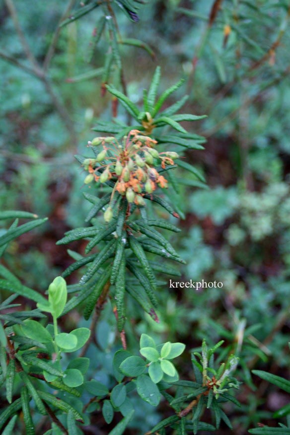 Rhododendron glandulosum