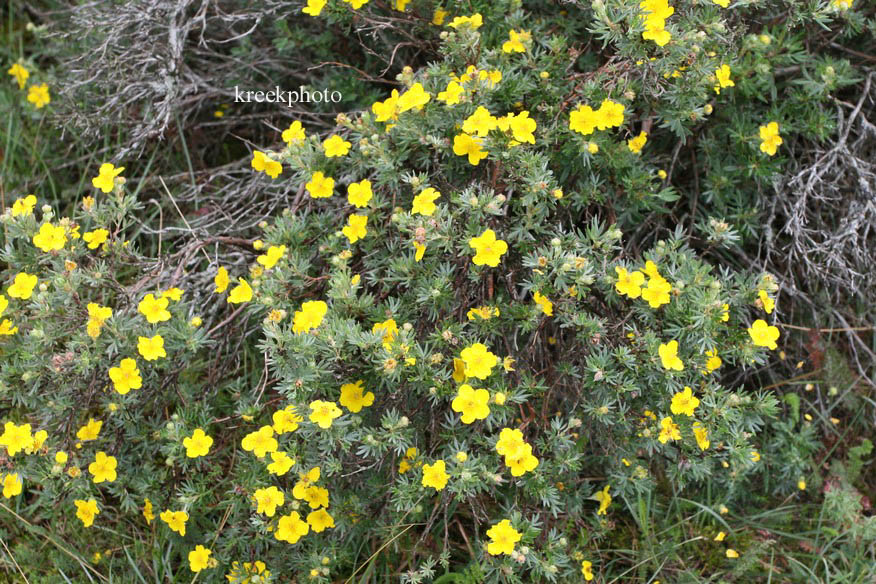 Potentilla fruticosa