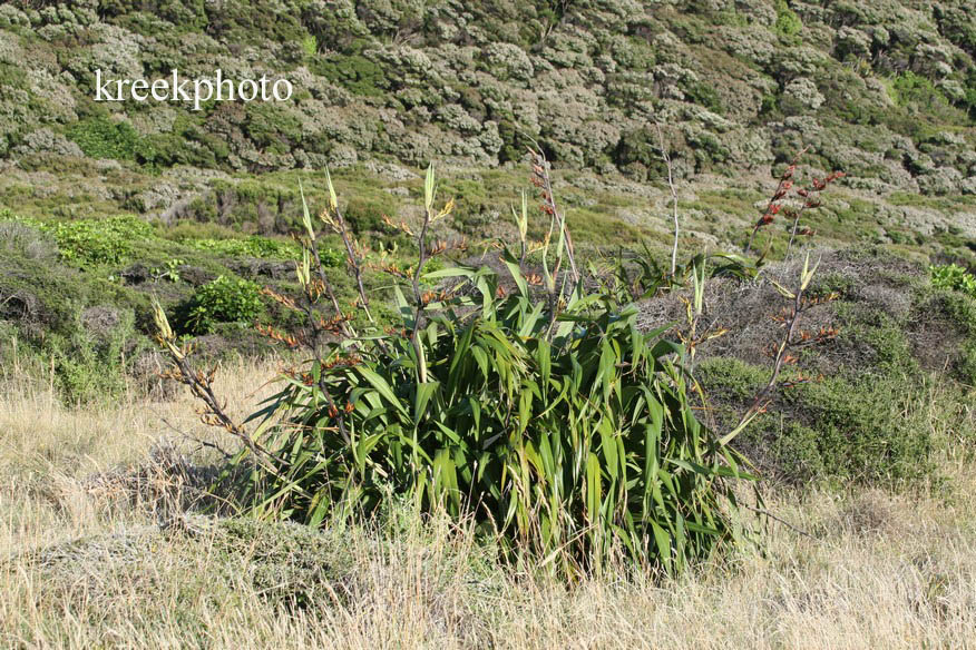 Phormium tenax