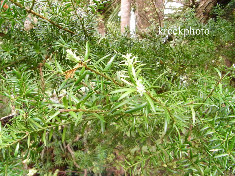 Podocarpus totara