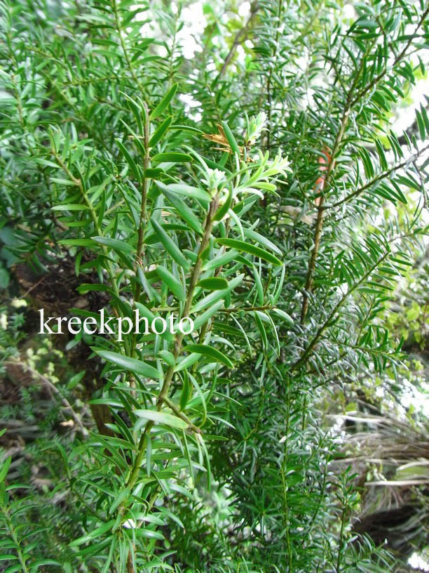 Podocarpus totara