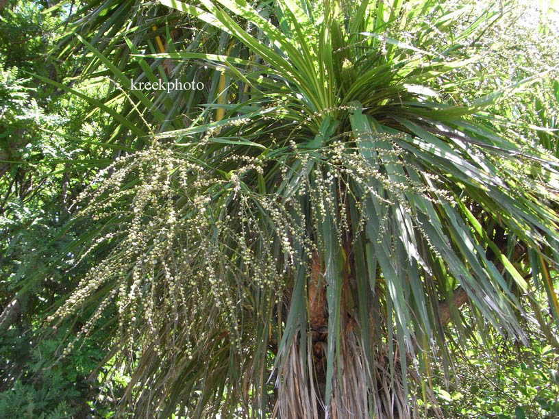 Cordyline australis