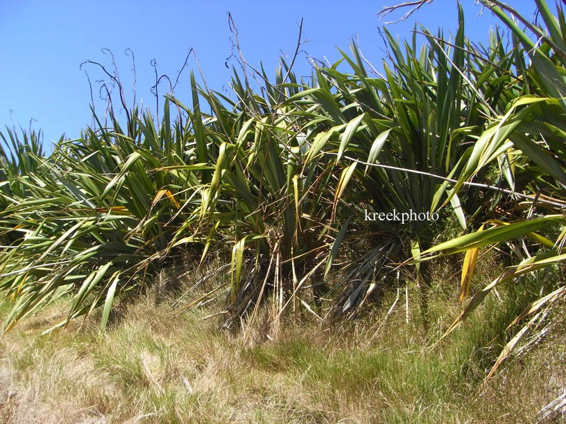 Phormium tenax