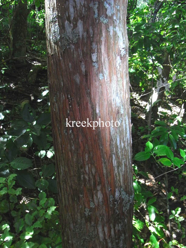 Podocarpus totara