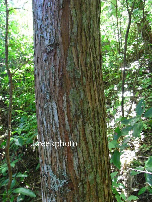 Podocarpus totara