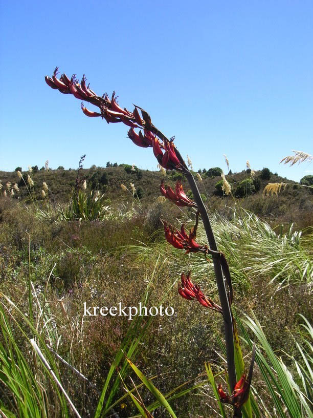 Phormium tenax