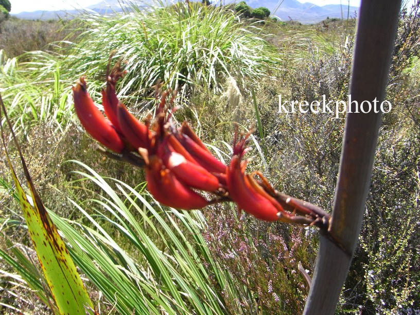 Phormium tenax