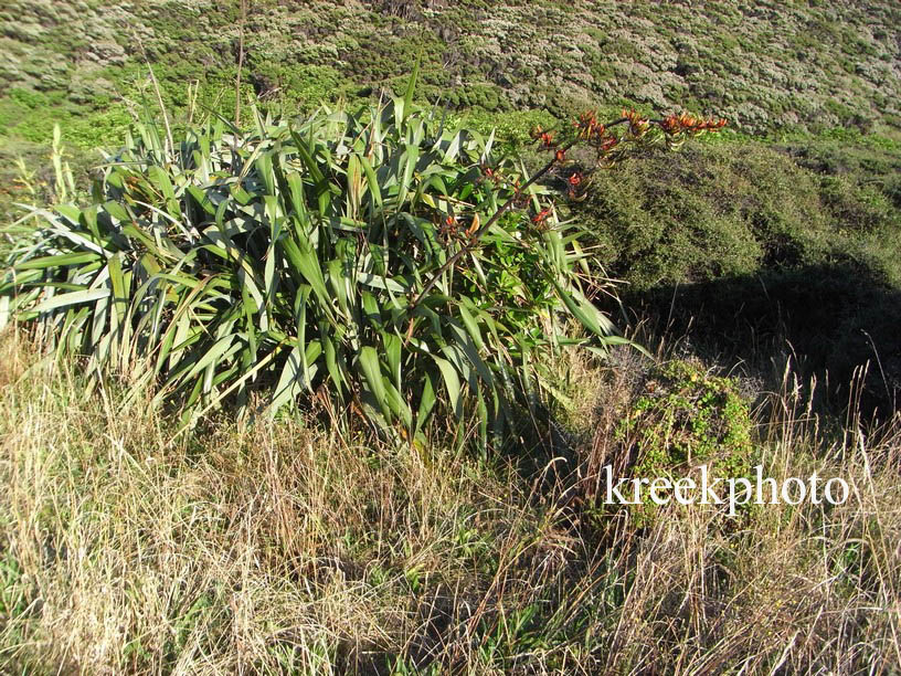 Phormium tenax