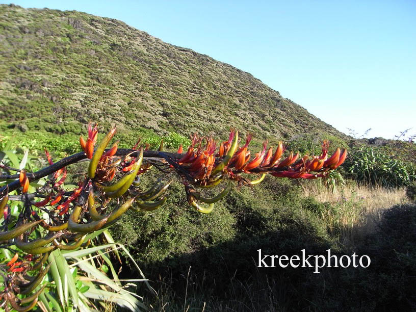 Phormium tenax