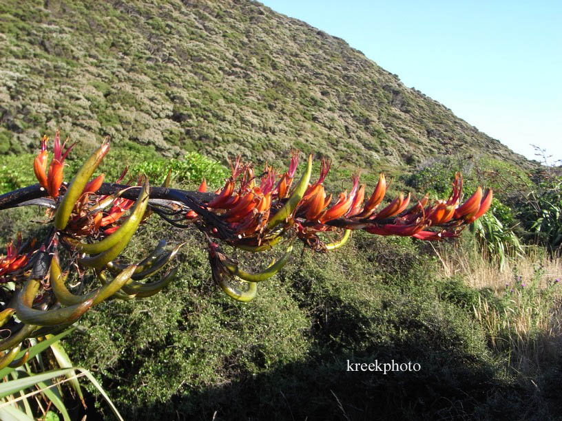 Phormium tenax