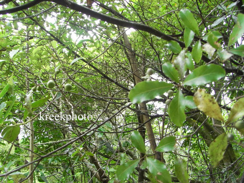 Pittosporum tenuifolium