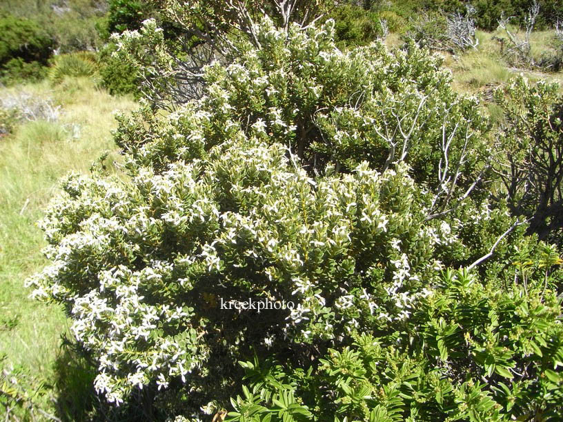 Olearia nummulariifolia