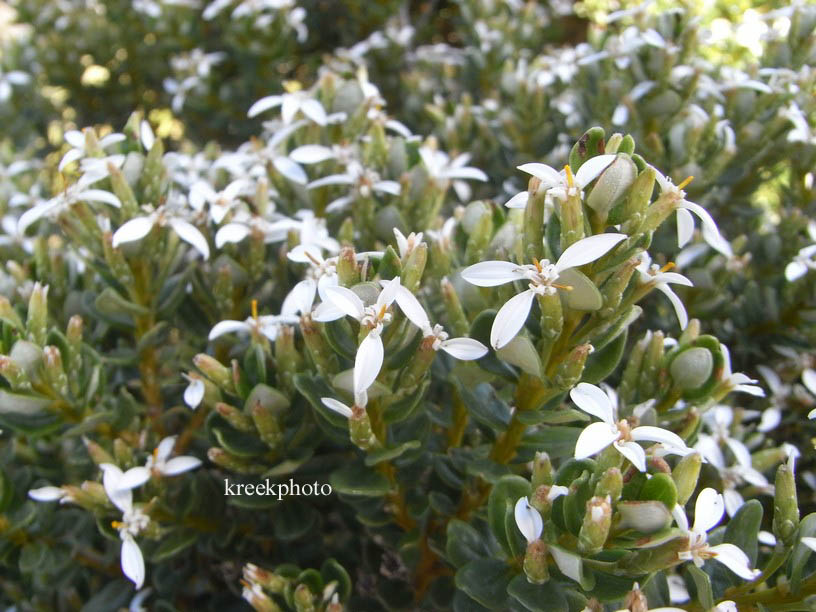 Olearia nummulariifolia