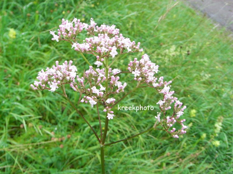 Valeriana officinalis