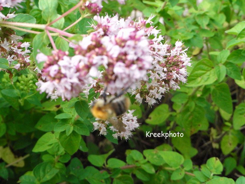 Origanum vulgare