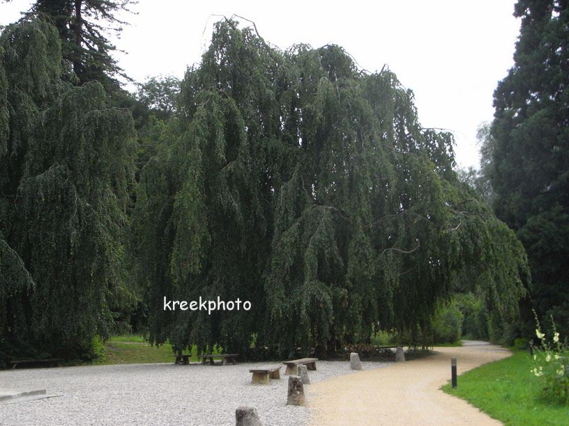 Fagus sylvatica 'Pendula'