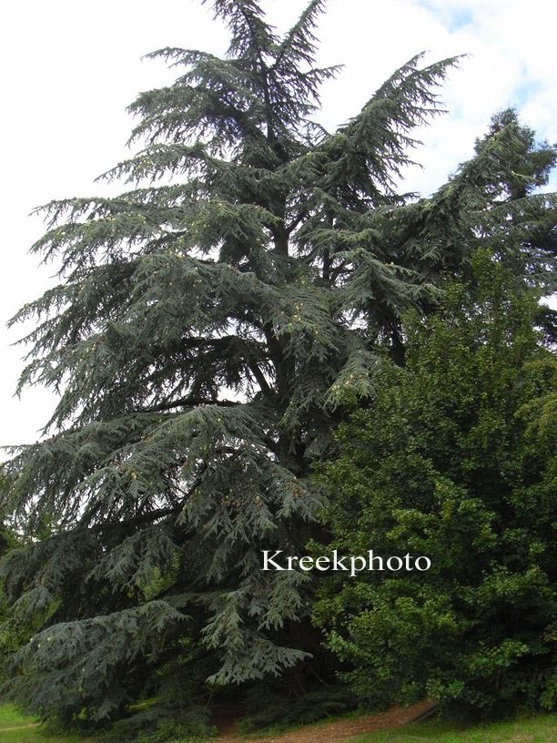 Cedrus libani 'Glauca Group'